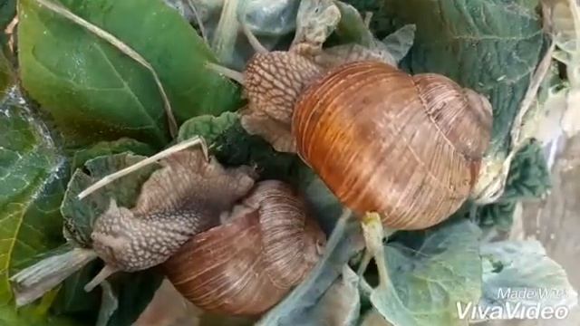 Виноградные улитки едят лопух. ускоренная съёмка
