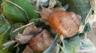 Виноградные улитки едят лопух. ускоренная съёмка