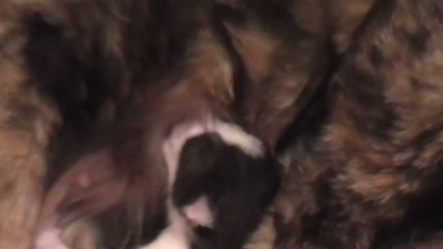 Новорожденный котенок ^^