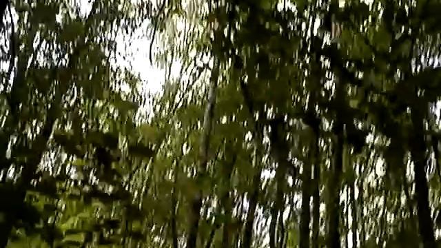 Тихое пение птиц. Лес дикий. Грибы в нём. Овраги.