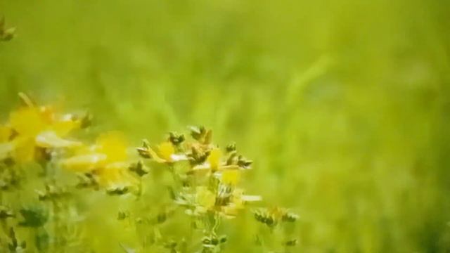 Польові квіти🏵🏵🏵