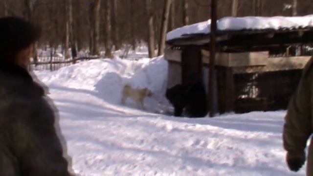 Тренеровка охотничьих собак от Казиса Буошки