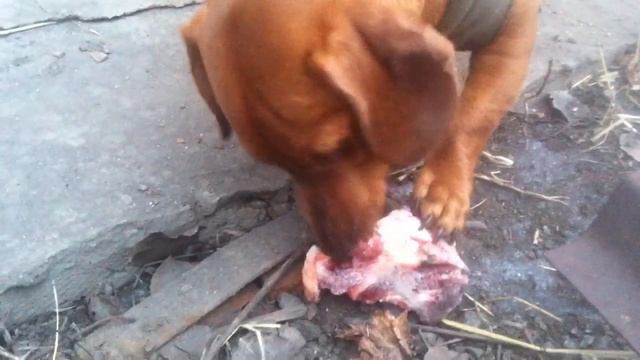 Щенок кушает сочную кость