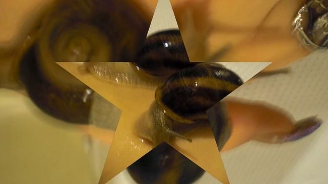 КАТЯ И УЛИТКИ. Katy & Snails. Homemade snail !!