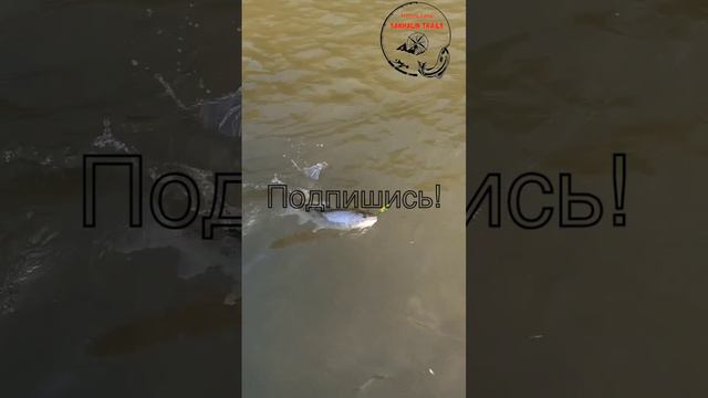 Таймешонок/Сахалин/
