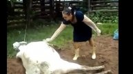 Корова лягнула в лицо, ибо НЕХЕР!))))