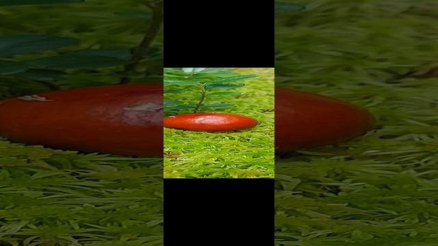 красные сыроежки