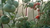 Показываю 100% результаты, полученные после стимулирования ТОМАТОВ на созревание!!