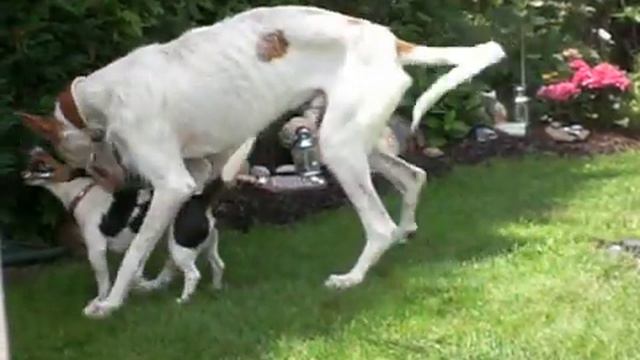 Podenco Ibicenco QUINTO