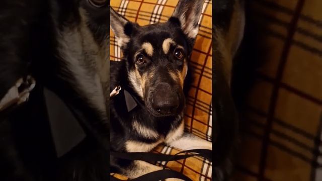 ВЕО Бронислав. Я СЕГОДНЯ ИМЕНИННИК?????????