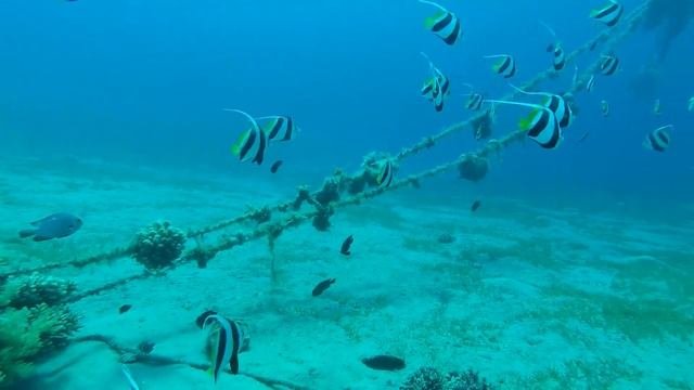 Ныряем в Табе Египет Красное море. Diving Egipt Taba Nelson 2019 Greg GoPro HD