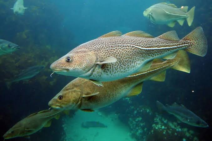 Прибрежный промысловый лов трески в Охотском море (ТАСС)