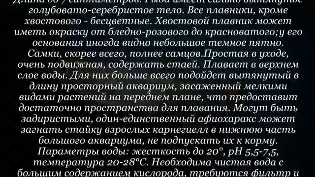 Аквариумная рыбка Афиохаракс альбурнус