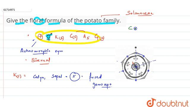 Give the floral formula of the potato family.