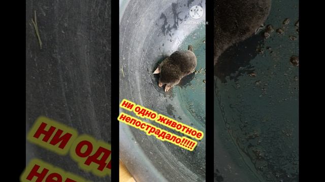 как поймать крота #крот #дача #деревня