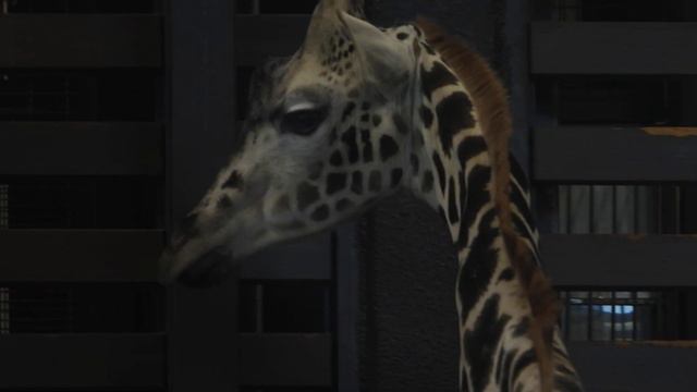 Жираф, волк, сурикаты - зоопарк Харькова 5 сентября 2021