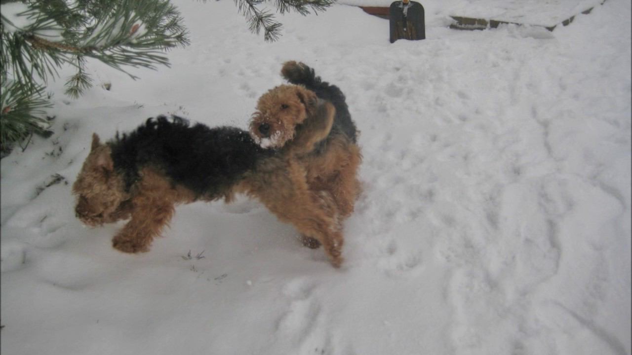 Welsh Terriers and others in snow of beginning of March, 2017