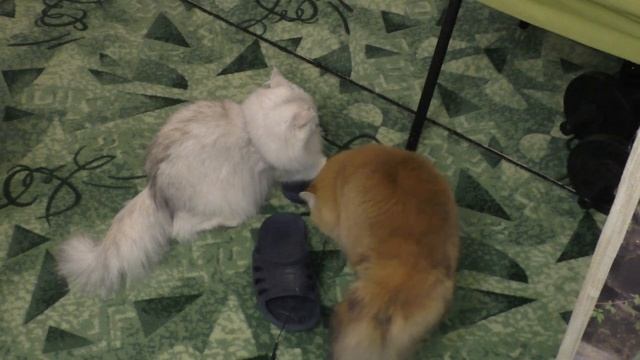 Мы к кошкой Тусей играем с дразнилкой  Она ее утащила и играет с ней как с мышкой