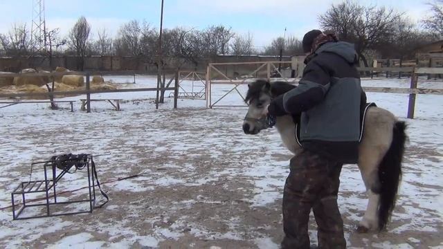 Купили лошадь. Что дальше?We bought a horse. What's next?