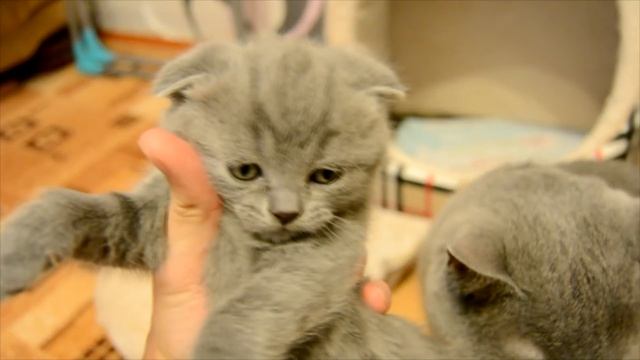Дневник котят #2 | День 20 - Прощаемся с котятами