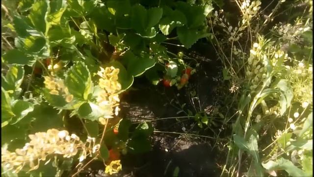 РАССЛАБЛЯЮЩАЯ МУЗЫКА. STRAWBERRY? RELAX. RELAXING MUSIC. КЛУБНИЧНЫЙ? РЕЛАКС