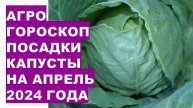 Агрогороскоп посадки капусты на апрель 2024 годаAgrohoroscope for cabbage planting for April 2024