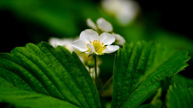 Всего 1 стакан и клубники будет очень много, хоть продавай!
