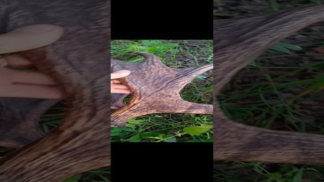 602cfad91eea8e4c4b64d0dcd41f9077