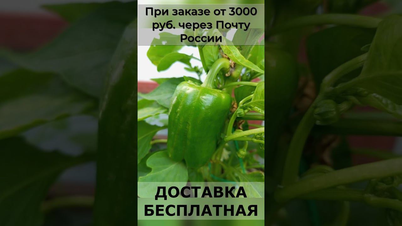 При заказе семян до 31 декабря 2023 года, доставка бесплатная. #хештег #семенамаркет #семена