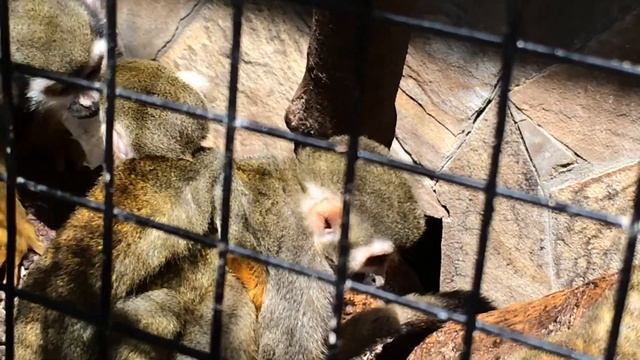 Ялтинский зоопарк "Сказка" / Ялтинський зоопарк "Казка"/ Yalta Zoo "Fairy Tale"