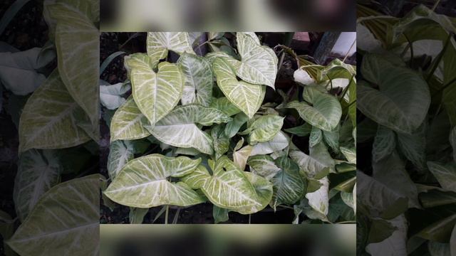 Beginners guide to Syngonium care &   propagation/ Arrowhead vines@ All season gardening.