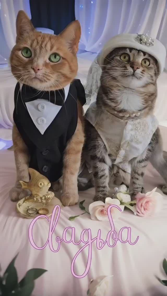 На свадьбе всегда найдется такой родственничек😹😻 #свадьба #любовь #животные #коты