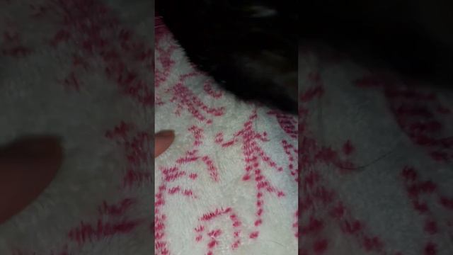 КОТ ЛАПКИ ТРОГАТЬ НЕЛЬЗЯ paws can't touch  #любимыйкот #черныйкот #домашниеживотные #cat #happycat