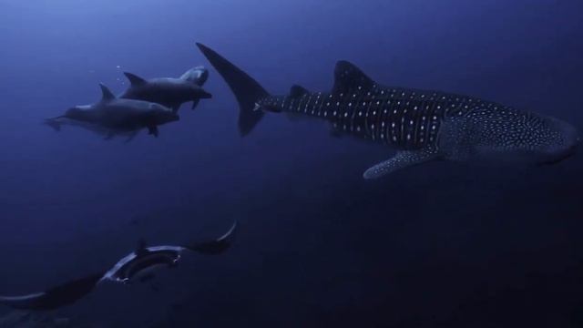 Whale Shark, Manta Ray and Dolphins Swim Together ViralHog