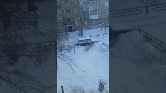 Обзор комнатных растений  январь. Часть 1
