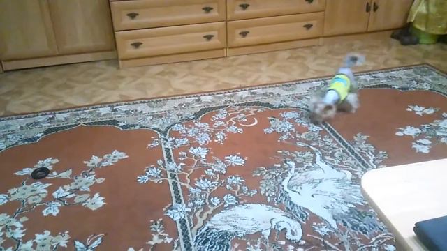 О боже, это же косточка!
