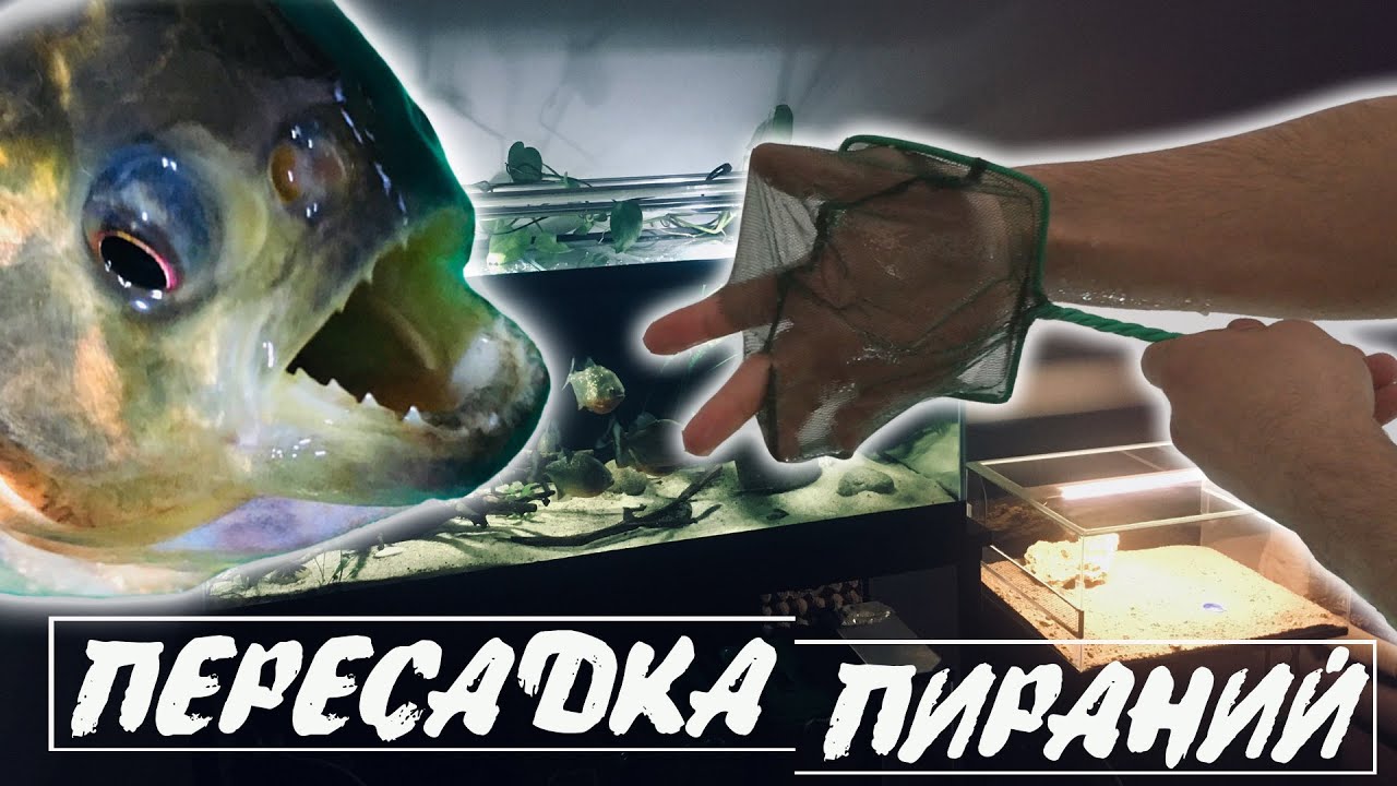 Переселение пираний в большой аквариум. Кольчужные сомы и рыбалка на пираний..mp4