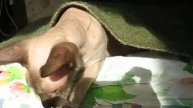 кошка под одеялом
