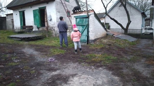 Ягдтерьер Рэм в реальном гневе