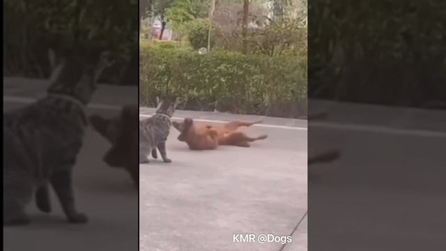 Закружил соперника😎😂 ( видео про собак и кошек )