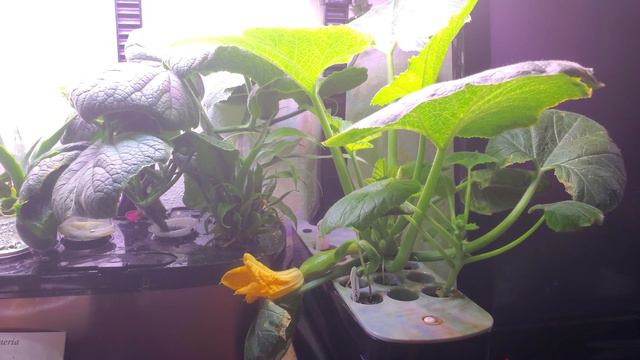 AeroGarden Update: 7.16.2020 Growing Squash in an Aerogarden!