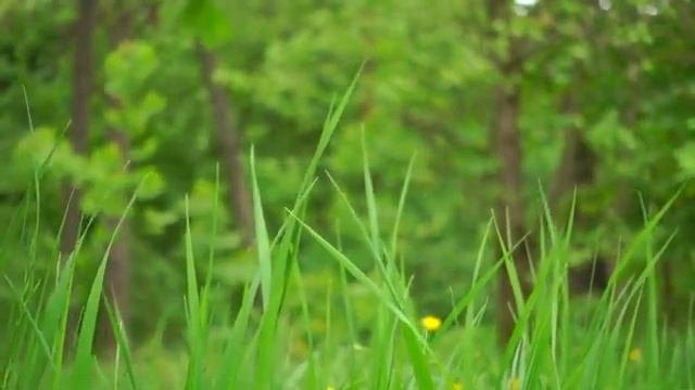 Пение птиц на лугу в теплый летний день