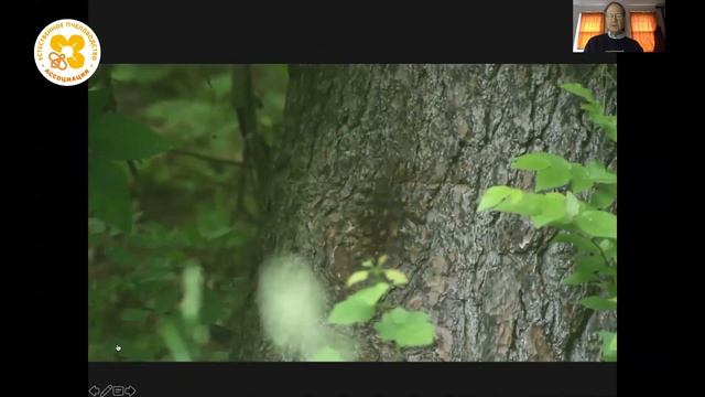 Жизнь пчёл. Клещ Варроа и естественный отбор.