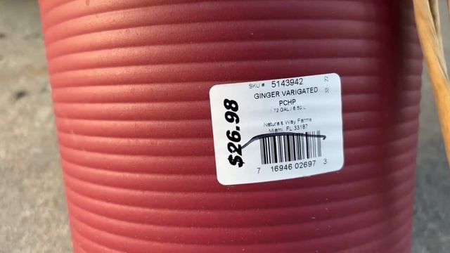Lowes Houseplant Fall Clearance Shopping