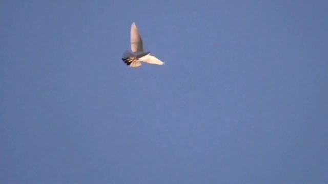 Мои голуби. My pigeons.