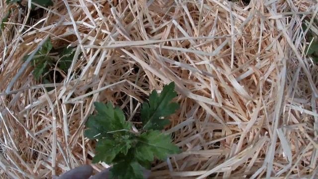 КАК ПРАВИЛЬНО ПРИЩИПНУТЬ ХРИЗАНТЕМУ?