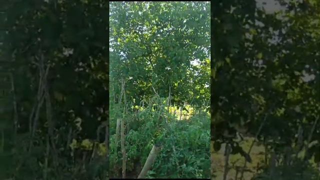 Огород русских в Болгарии