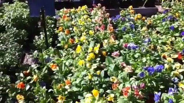 Are You A Fall Blooming Fanatic?