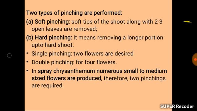 Intercultural Practices in Chrysanthemum Lecture 5 Part 4 #Pinching #Disbudding #Chrysanthemum