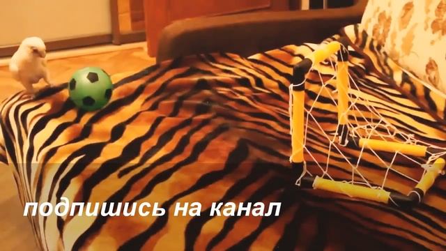 Приколы!!!!